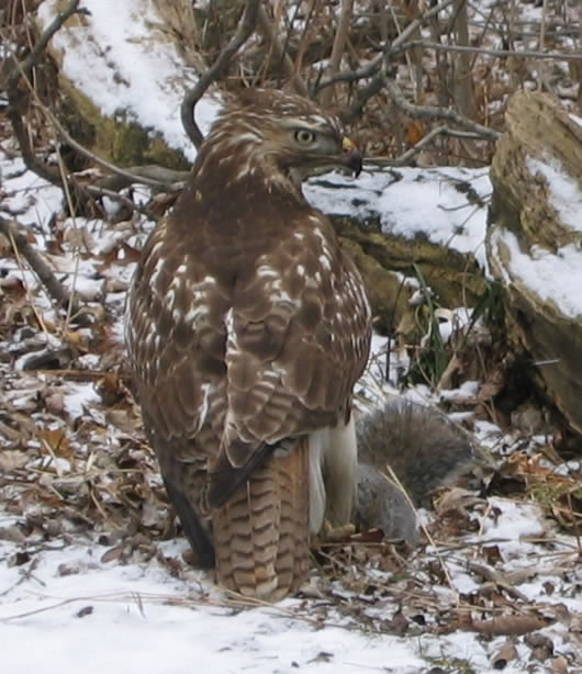 Red Tailed Hawk