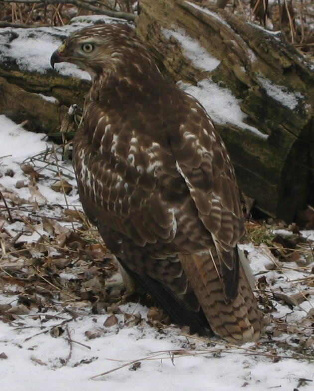 Red Tailed Hawk