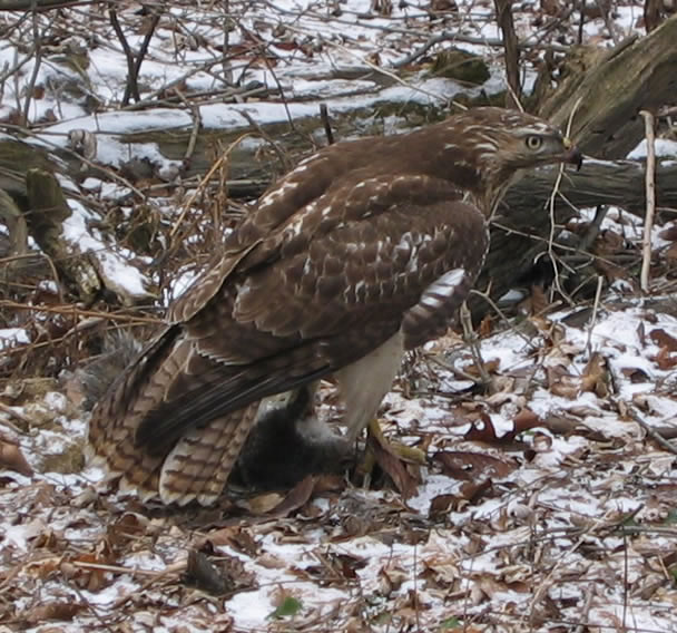 Red Tailed Hawk