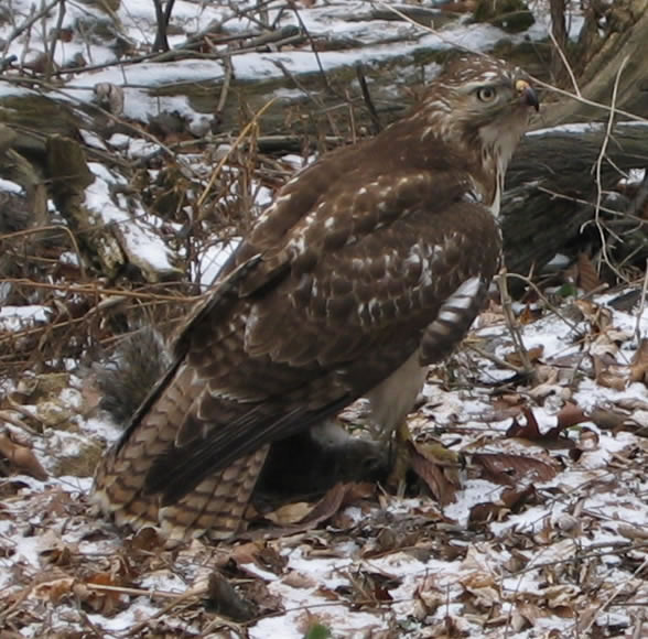 Red Tailed Hawk