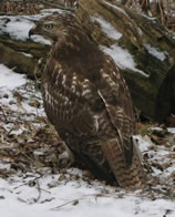 Red Tailed Hawk