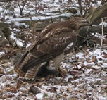 Red Tailed Hawk