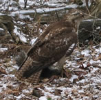 Red Tailed Hawk